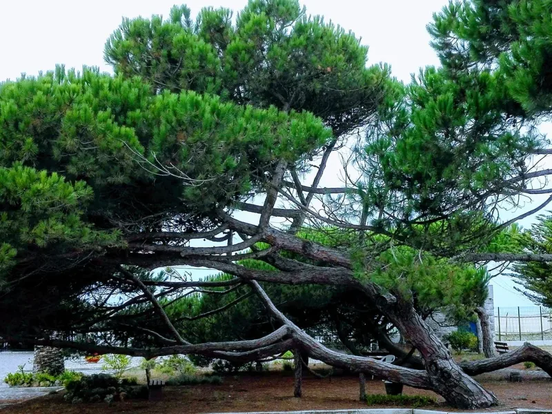 A wide, wind-shaped umbrella pine tree in the venue gardens